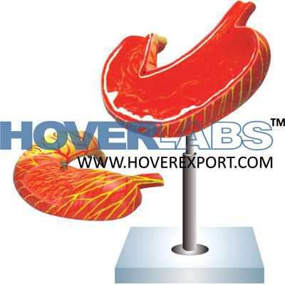 Human Stomach Model-2 Parts